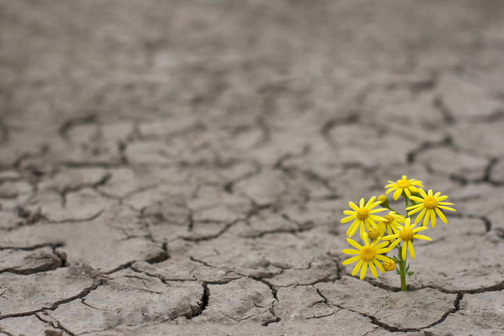 flowers blooming in rough soil
