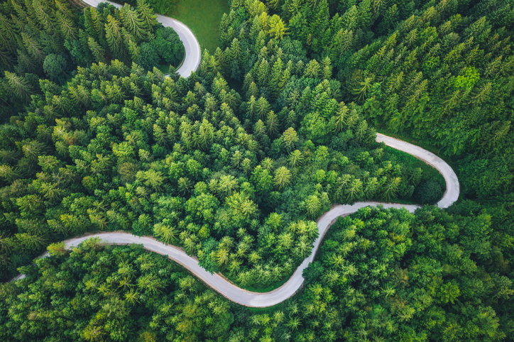winding road through forest